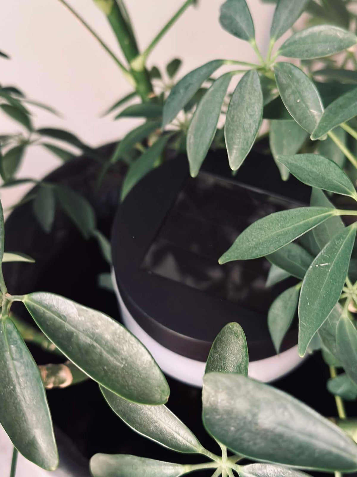 Éclairage de jardin à énergie solaire