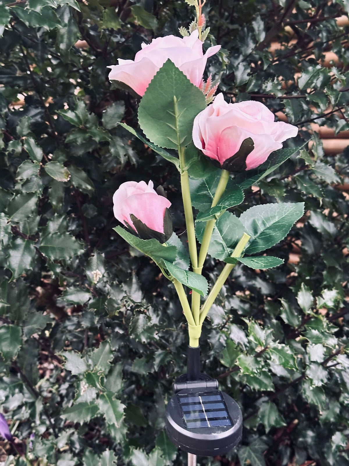 Rose avec cellules solaires - Rose