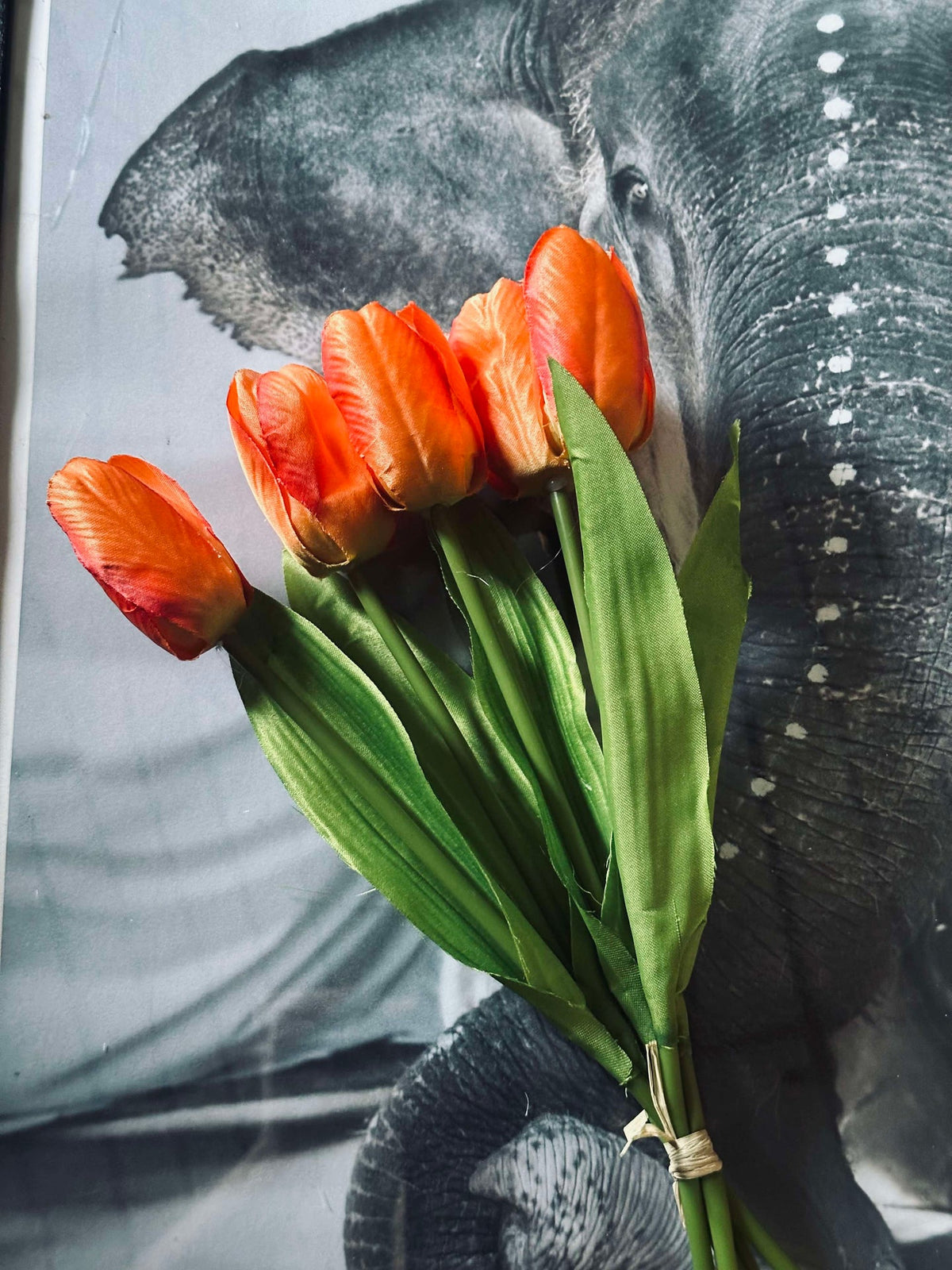 Tulipes orange