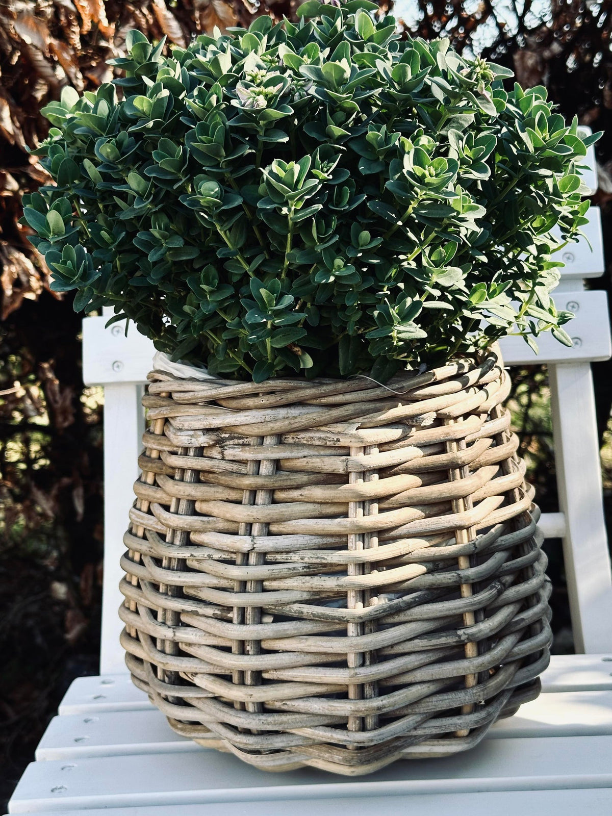 Panier à plantes Goutte
