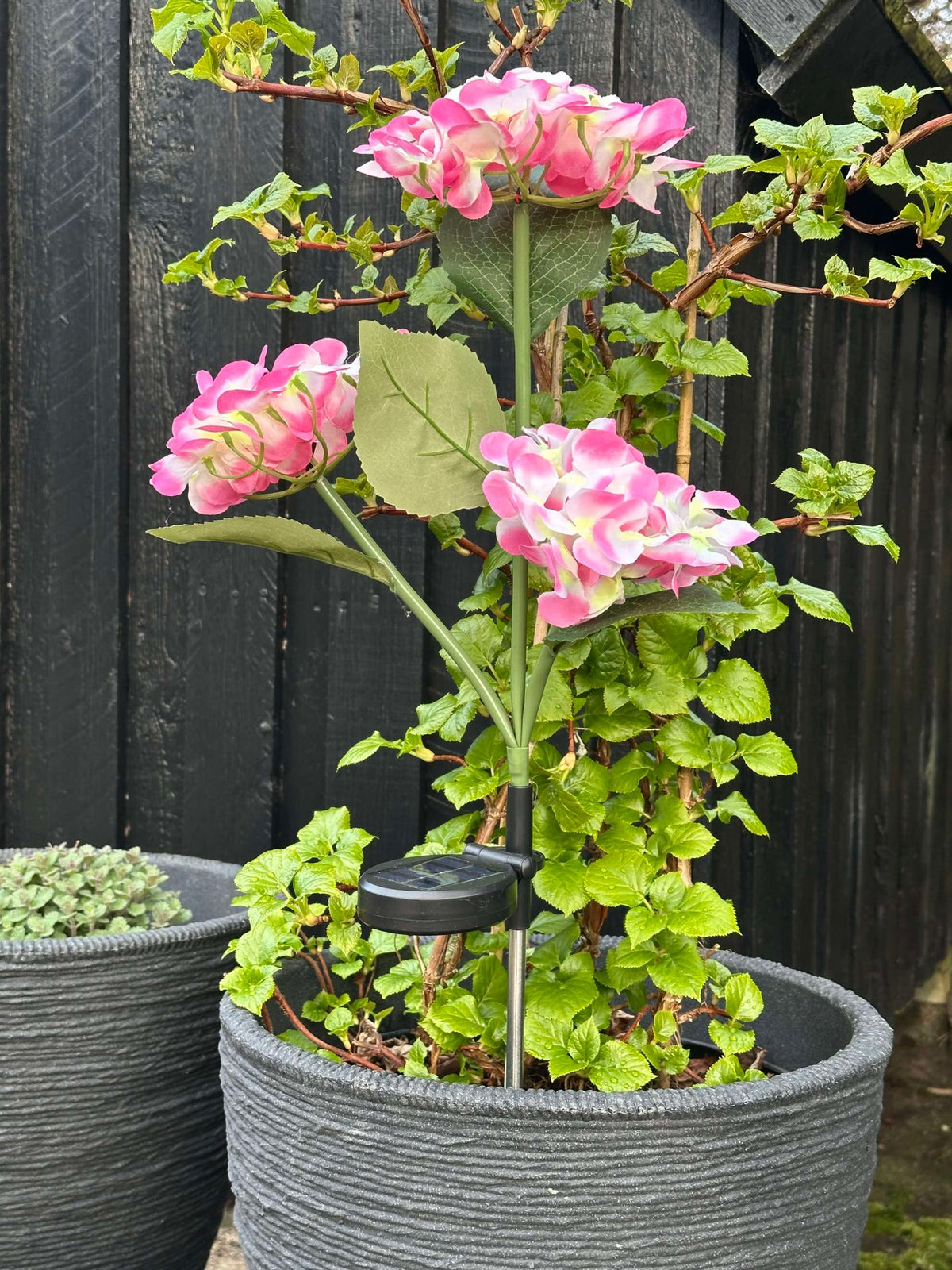 Hortensia à énergie solaire