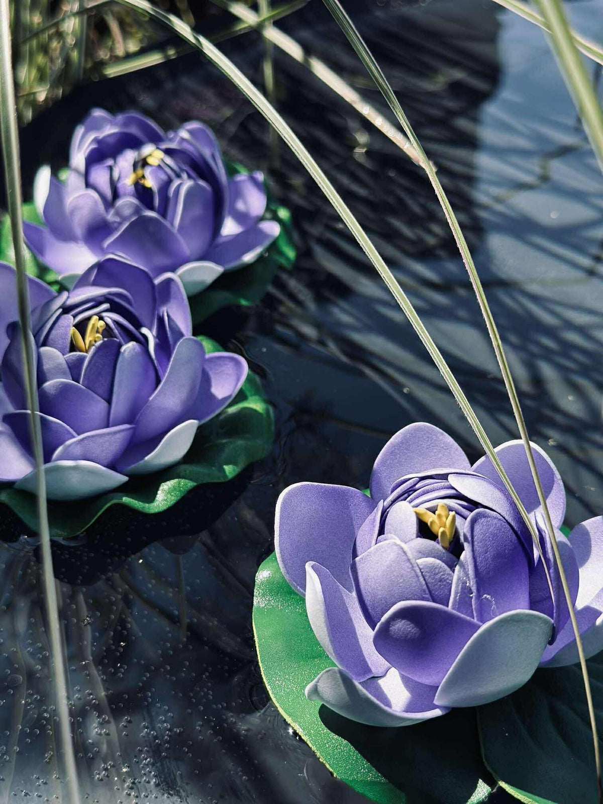Lotus - Plusieurs couleurs