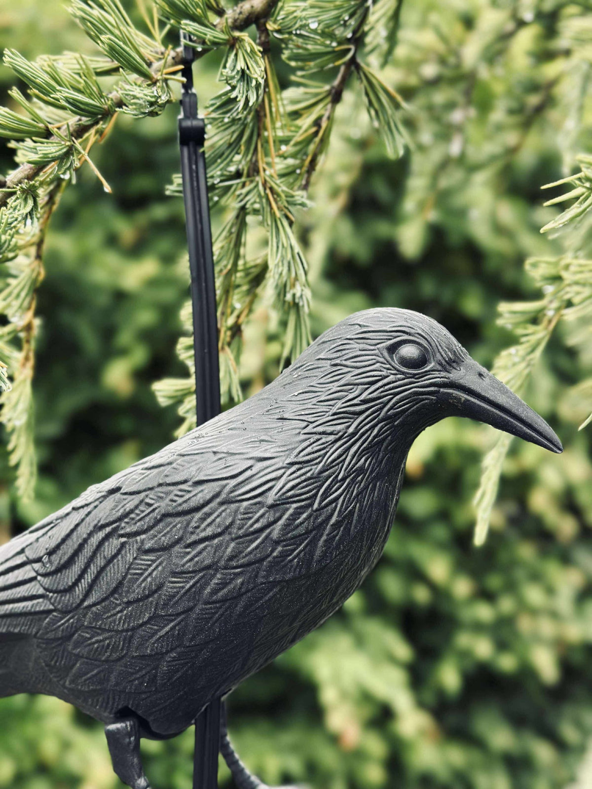 Oiseau en plastique noir