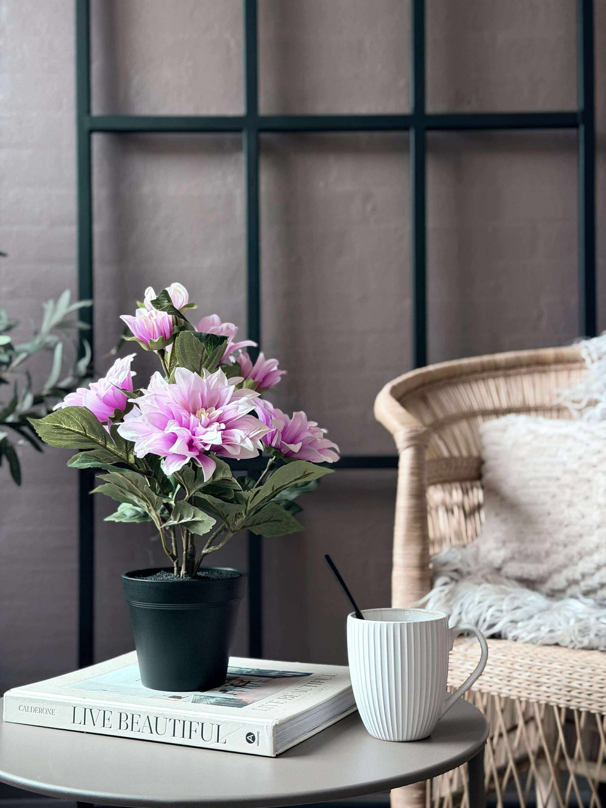 Dahlia en pot - Rose