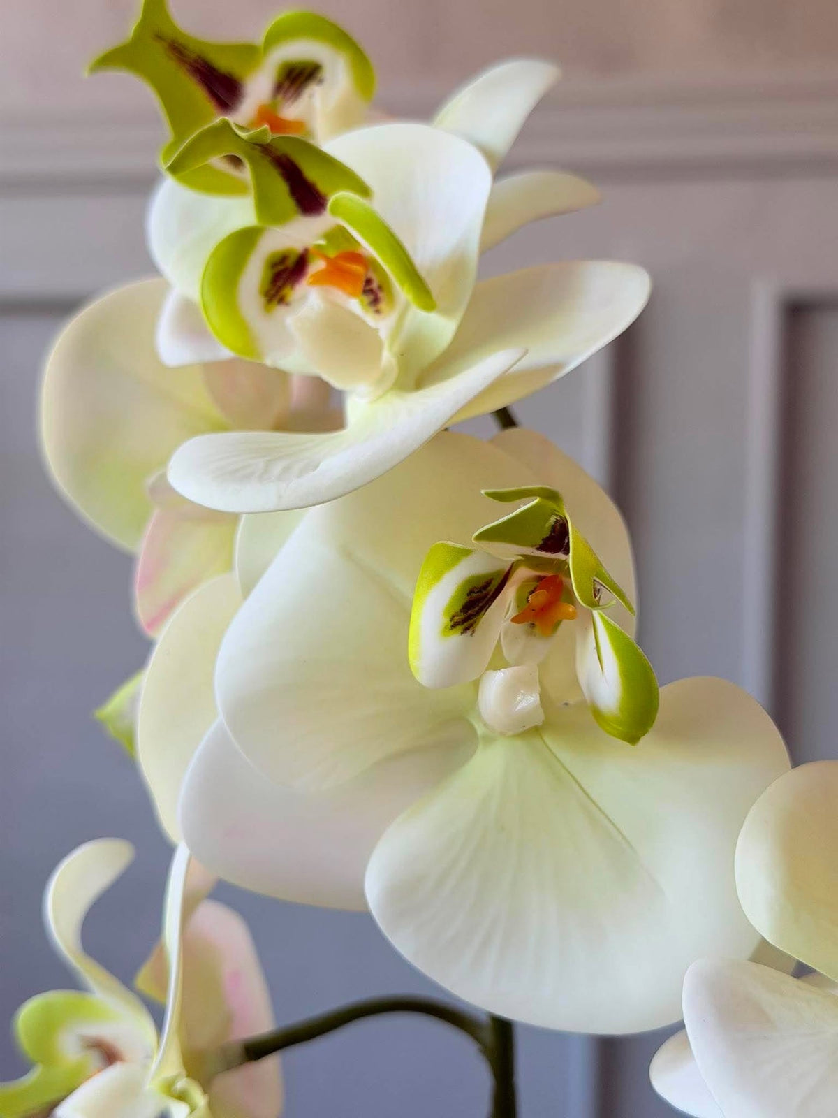 Orchidée en pot - Blanc
