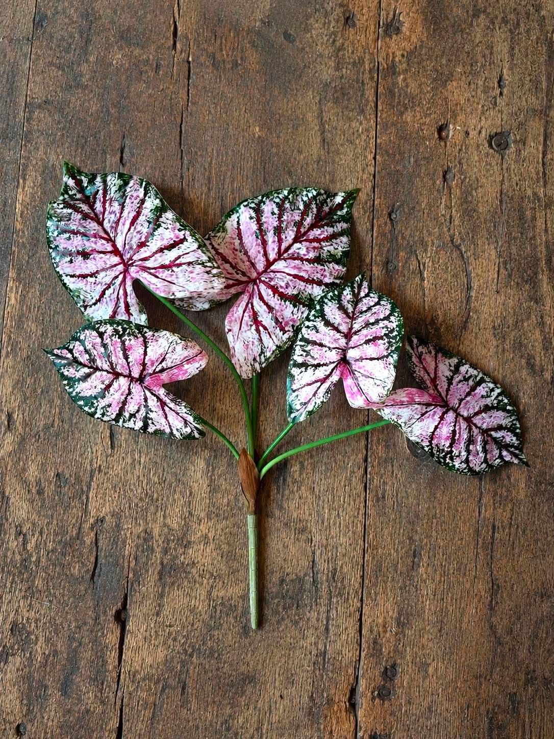 Plante Caladium H : 67 cm Rose/Vert