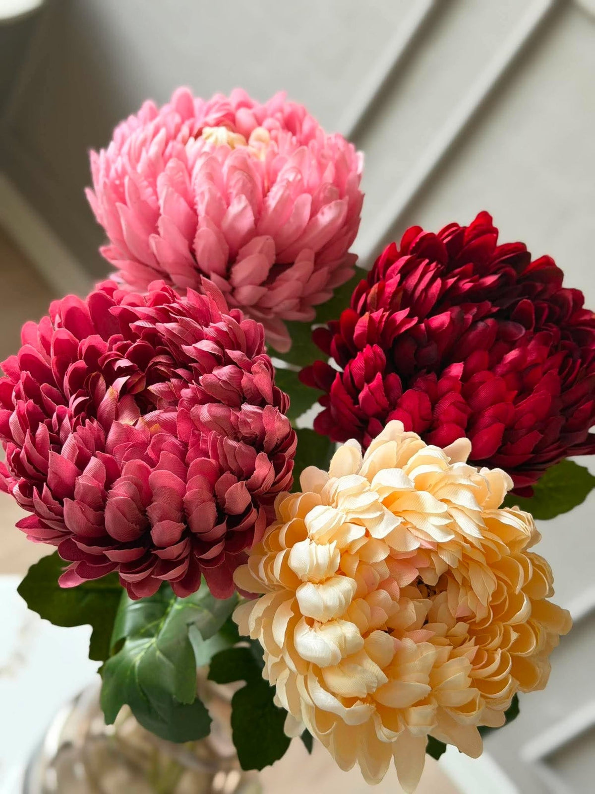Chrysanthème - Color mix