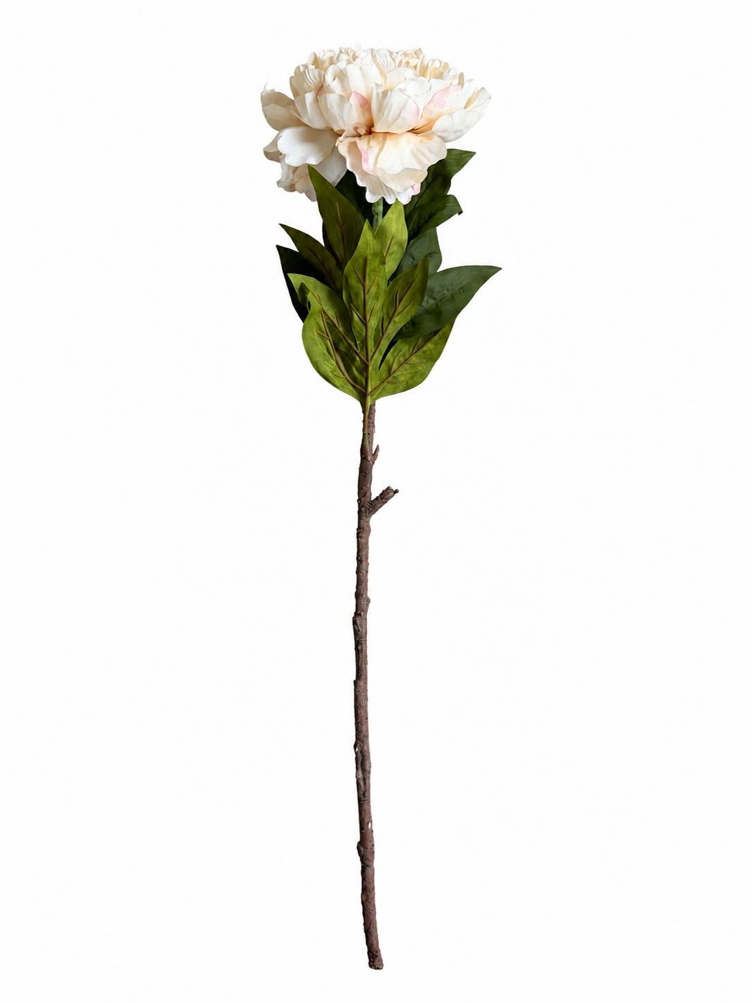 Tige de pivoine 72 cm - Crème