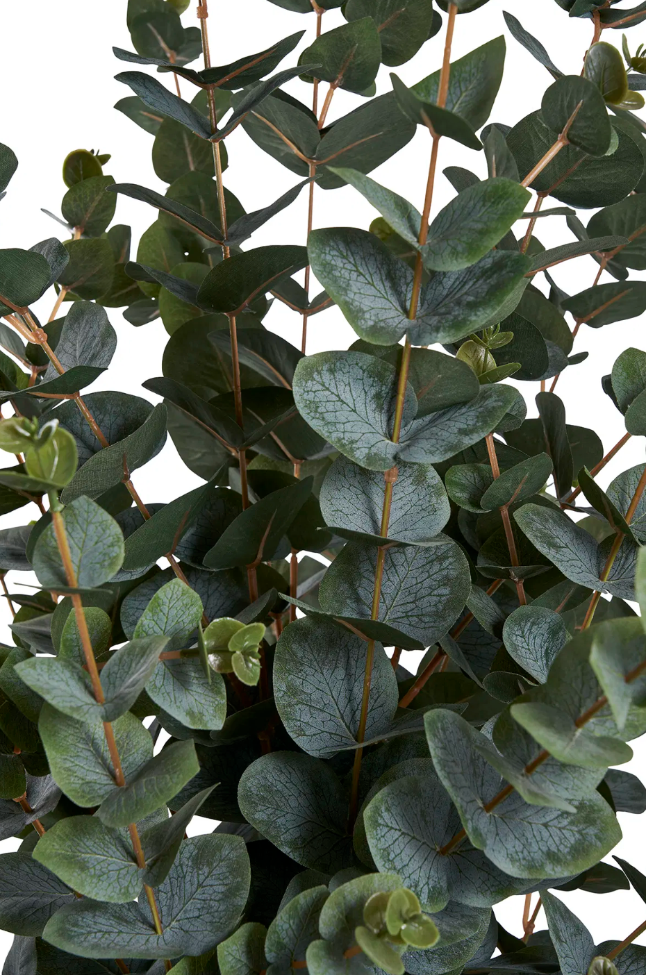 Eucalyptus