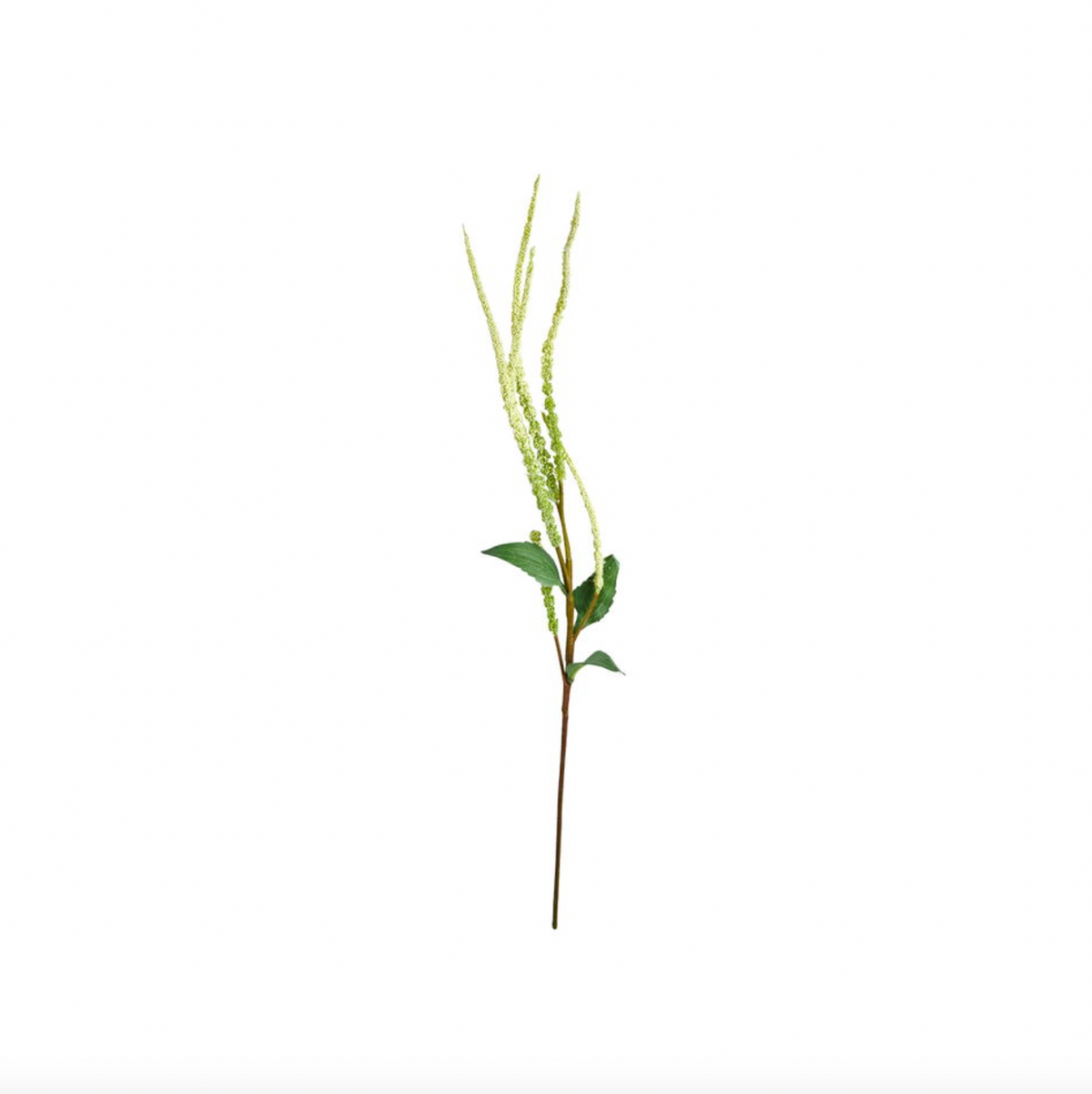 Tige d’herbe aux écouvillons