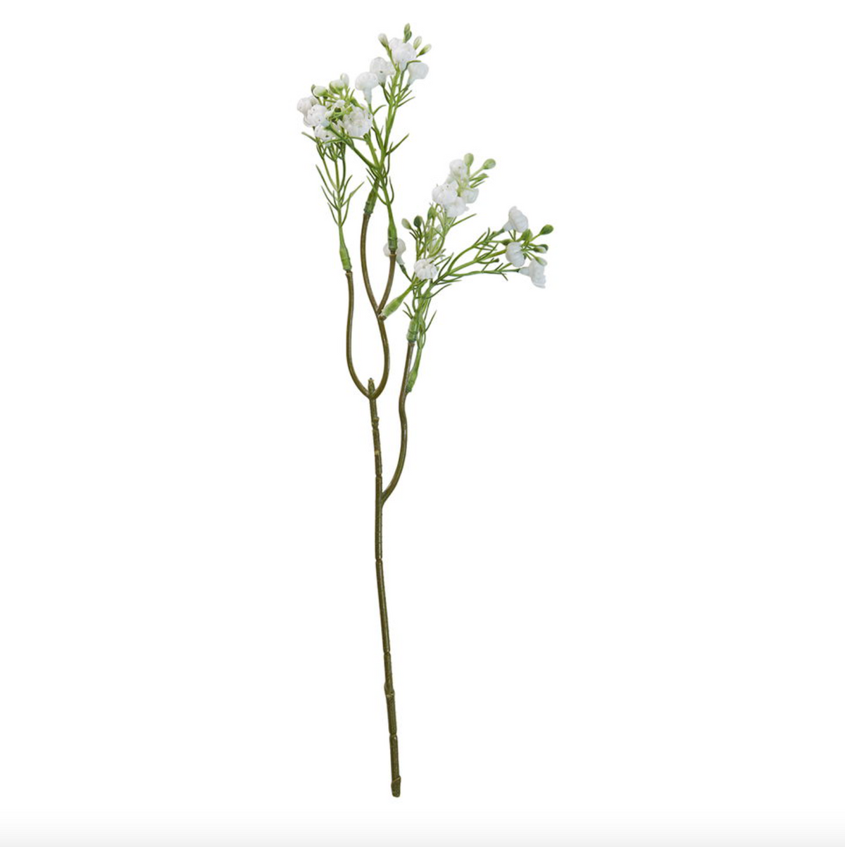 Tige de gypsophile