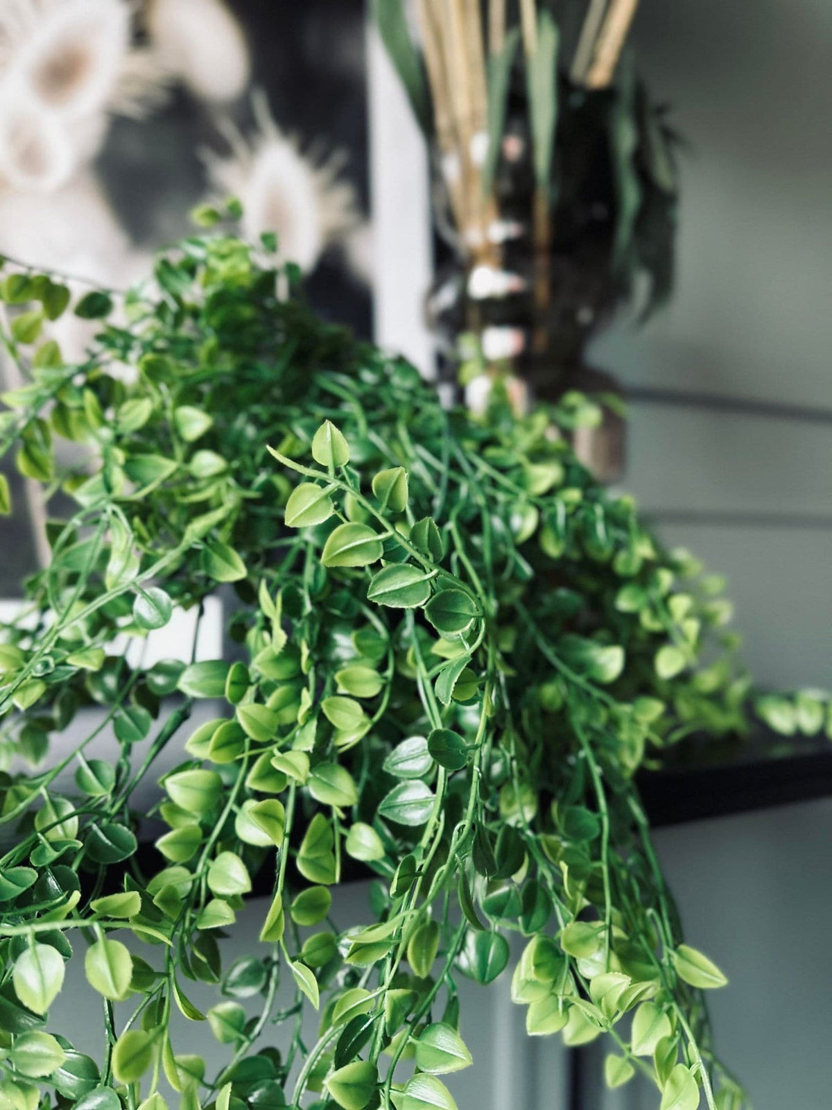 Plante retombante décorative - Verte