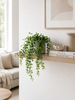 Plante retombante décorative - Verte