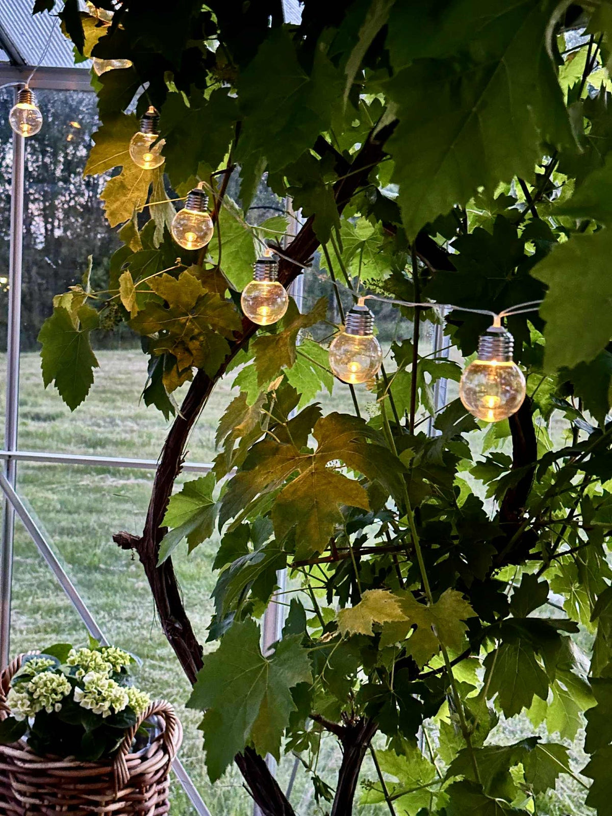 Guirlande lumineuse Laura à énergie solaire - Extérieur avec 10 et 20 lumières