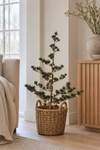 Cèdre avec guirlande lumineuse 65 cm - Sans neige