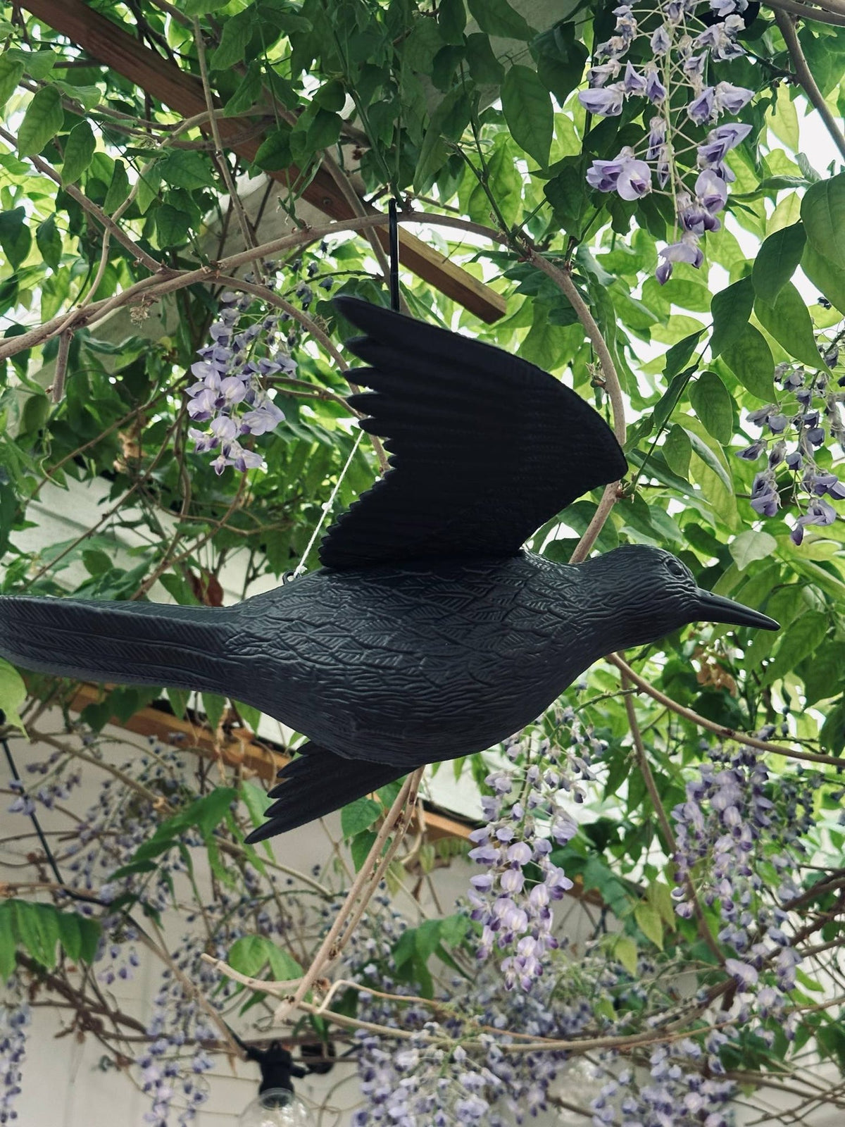 Oiseau - RAVEN BLACK