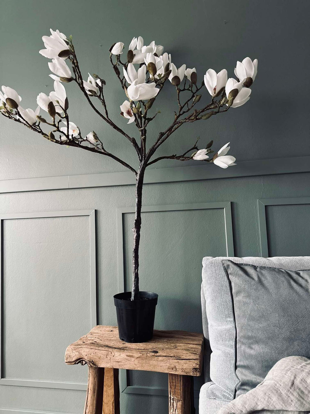 Magnolia en pot - 120 cm Blanc