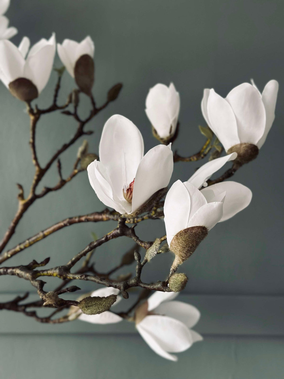Magnolia en pot - 120 cm Blanc