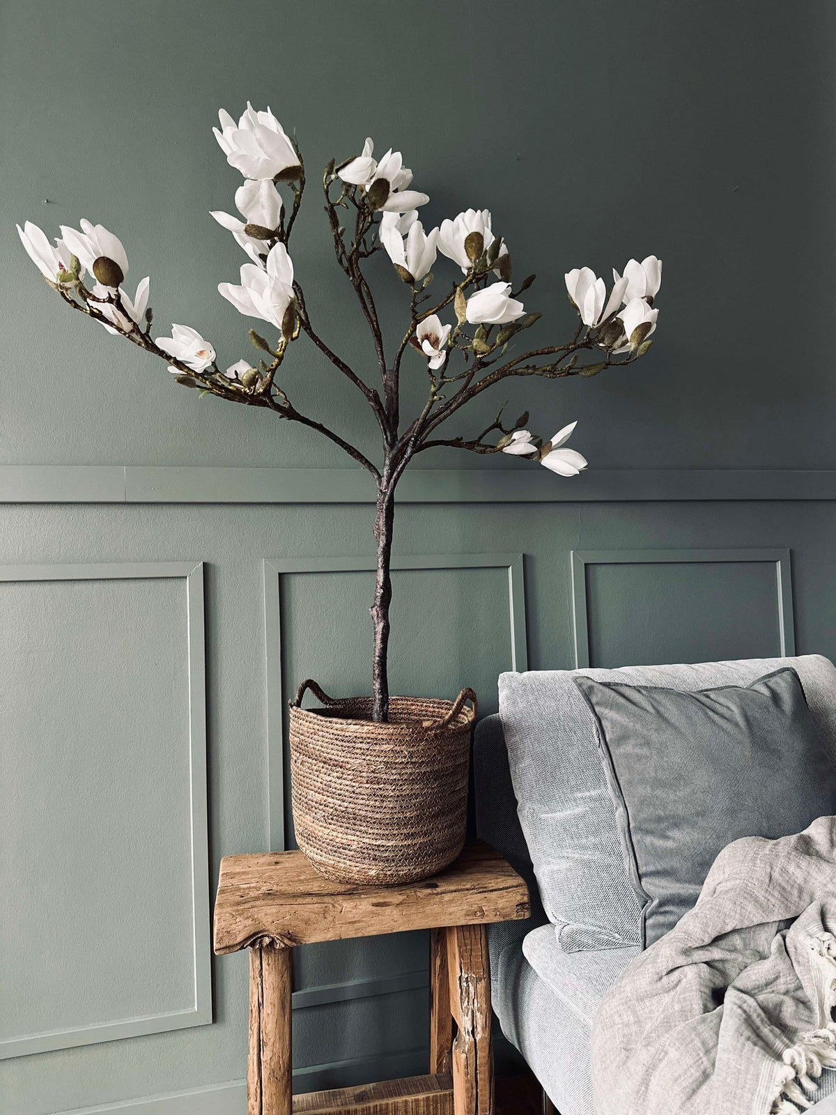 Magnolia en pot - 120 cm Blanc