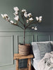 Magnolia en pot - 120 cm Blanc