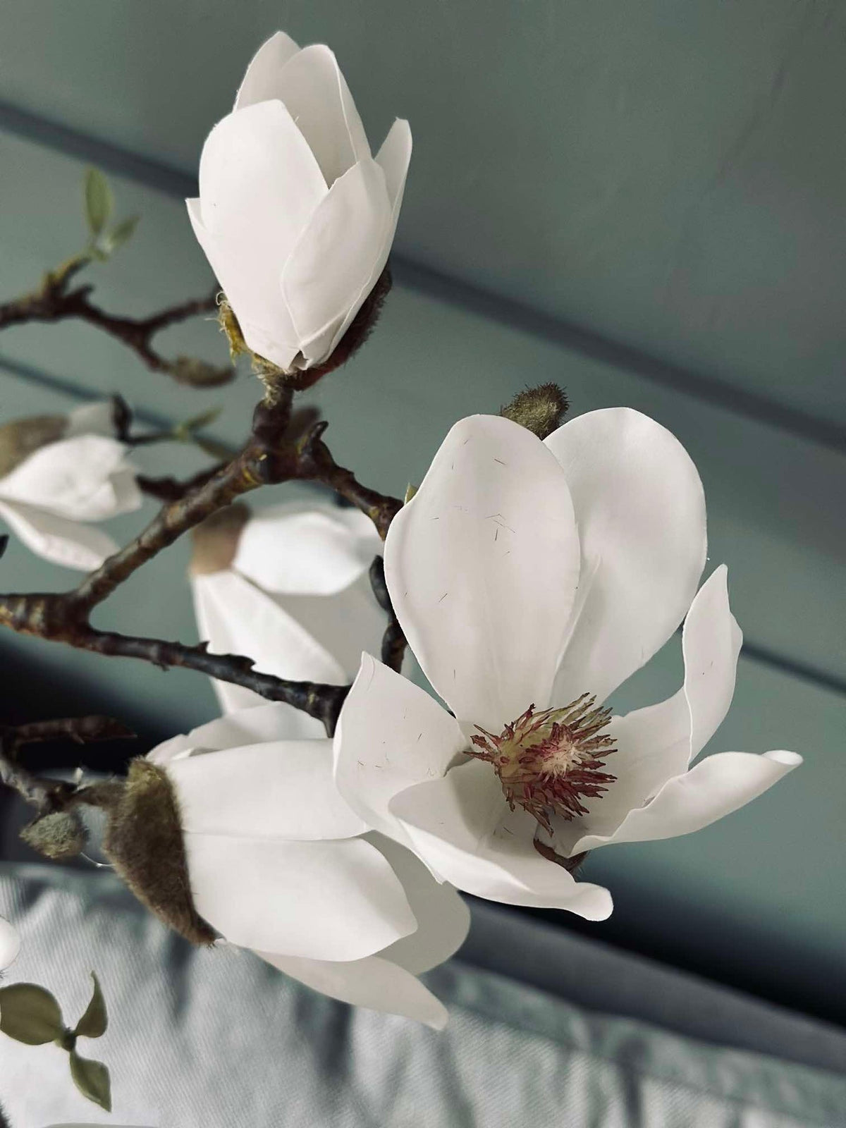 Magnolia en pot - 120 cm Blanc