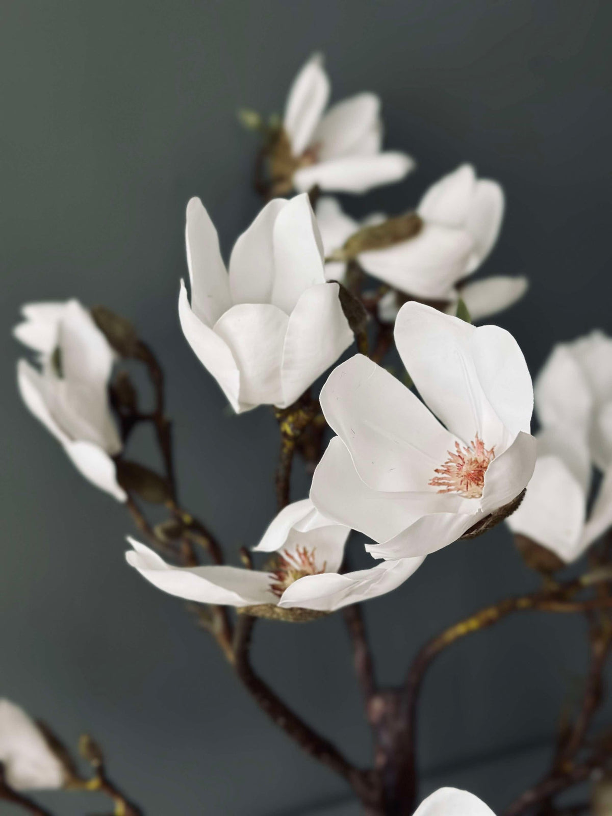 Magnolia en pot - 120 cm Blanc