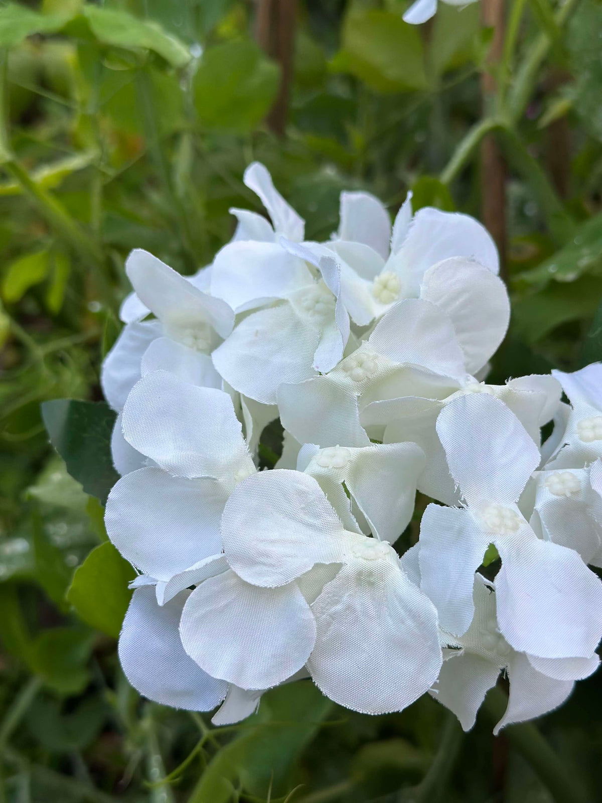 Hortensia solaire - Blanc