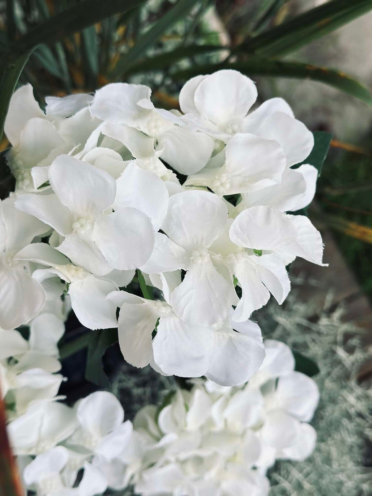 Hortensia solaire - Blanc
