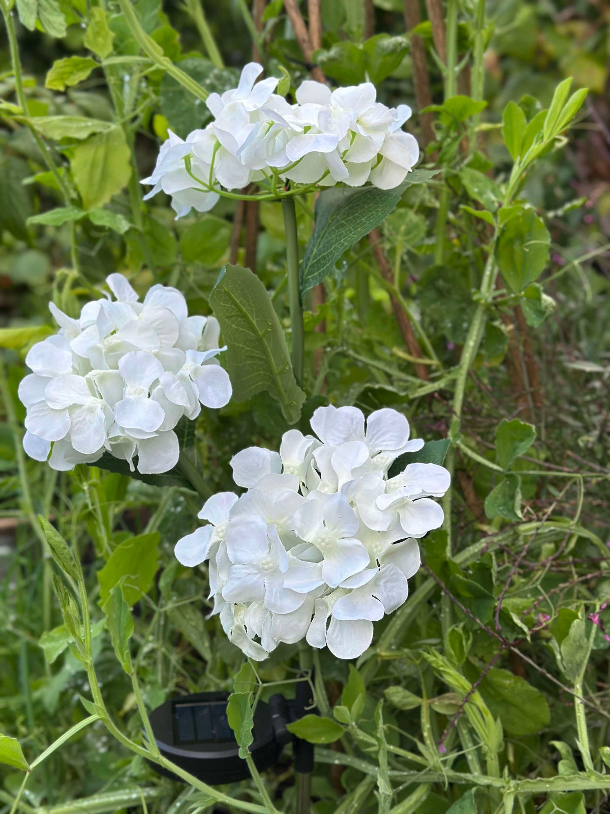 Hortensia solaire - Blanc