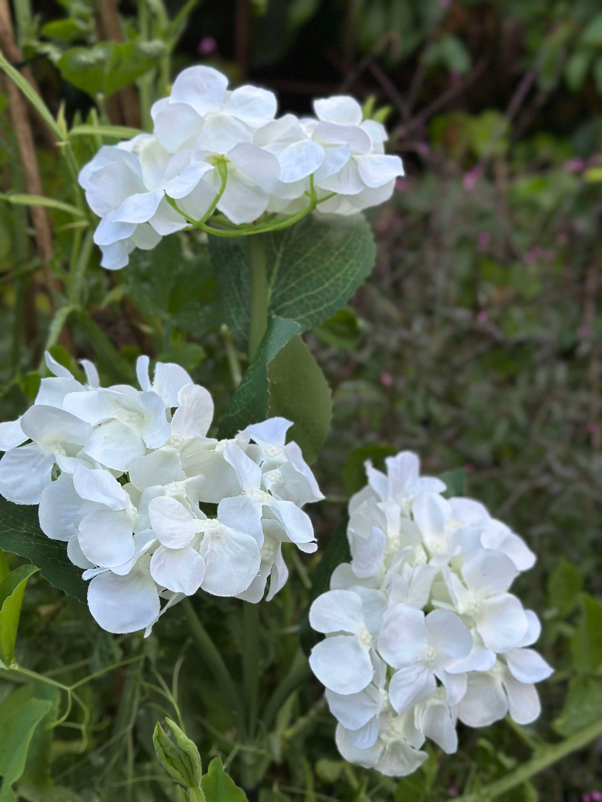 Hortensia solaire - Blanc