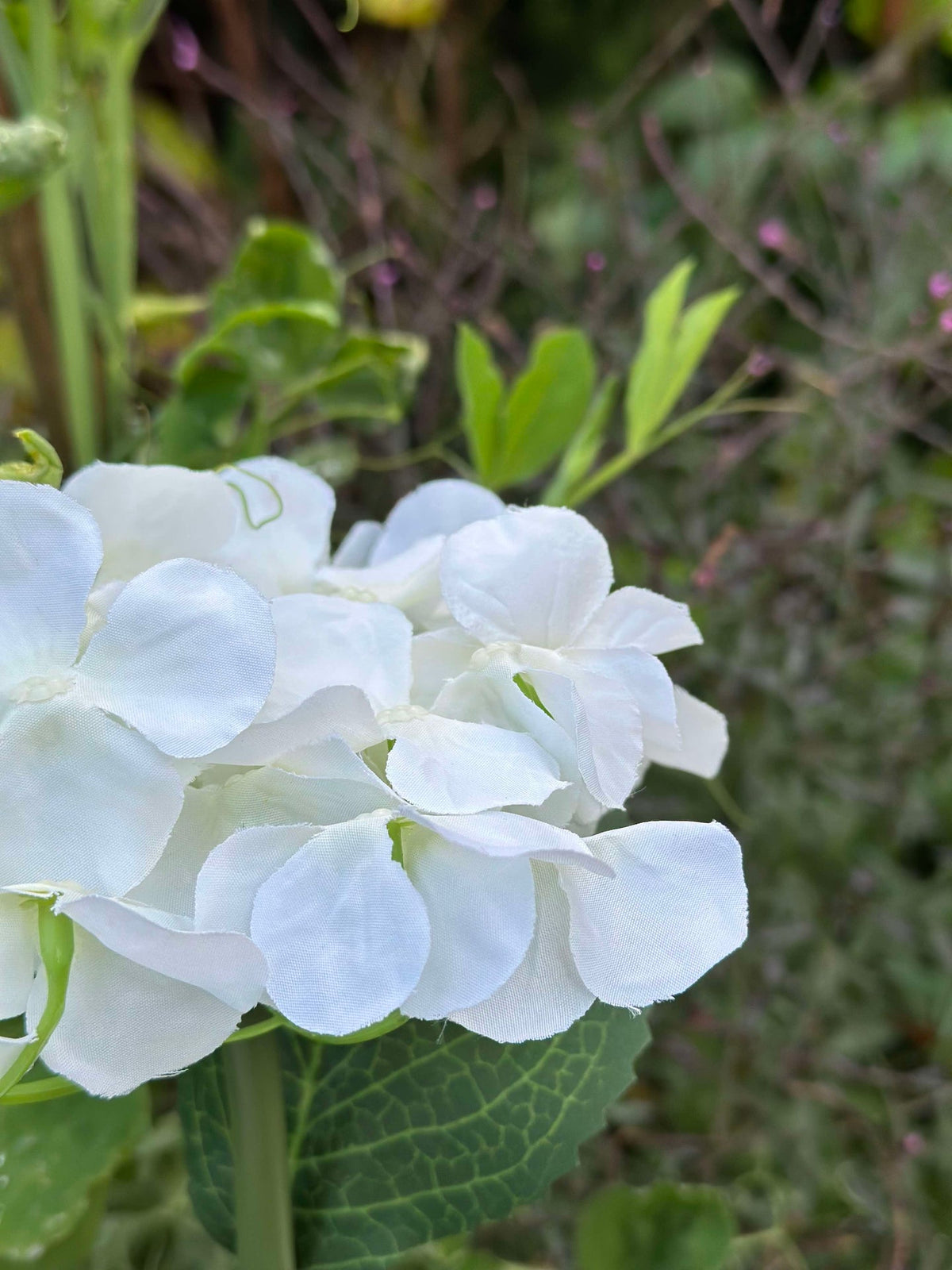 Hortensia solaire - Blanc