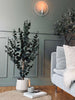 Eucalyptus