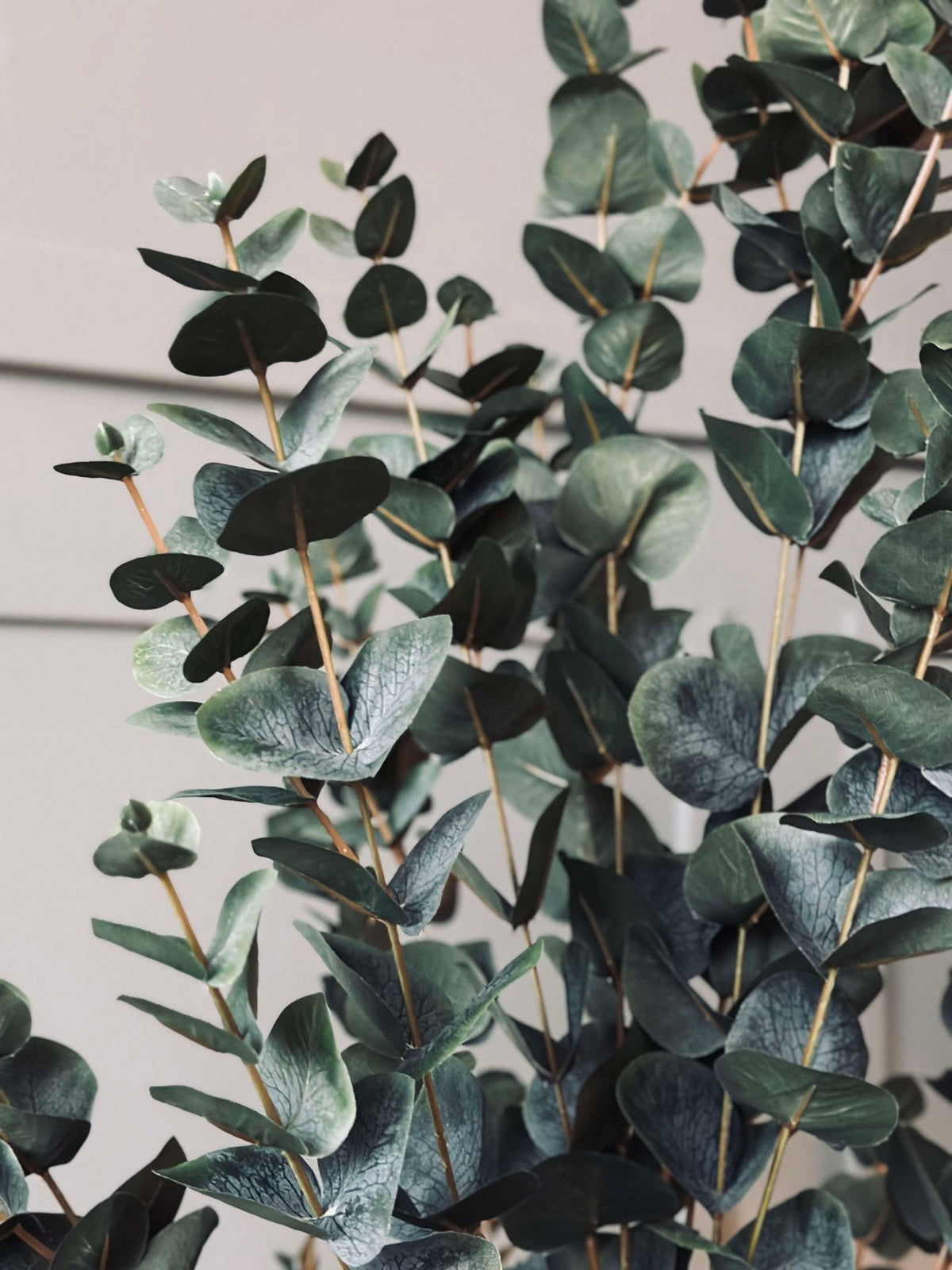 Eucalyptus