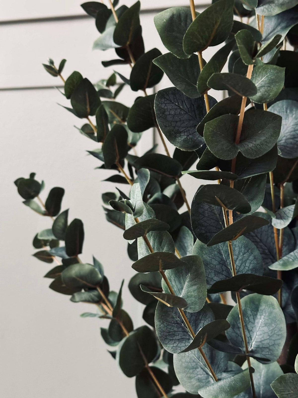 Eucalyptus