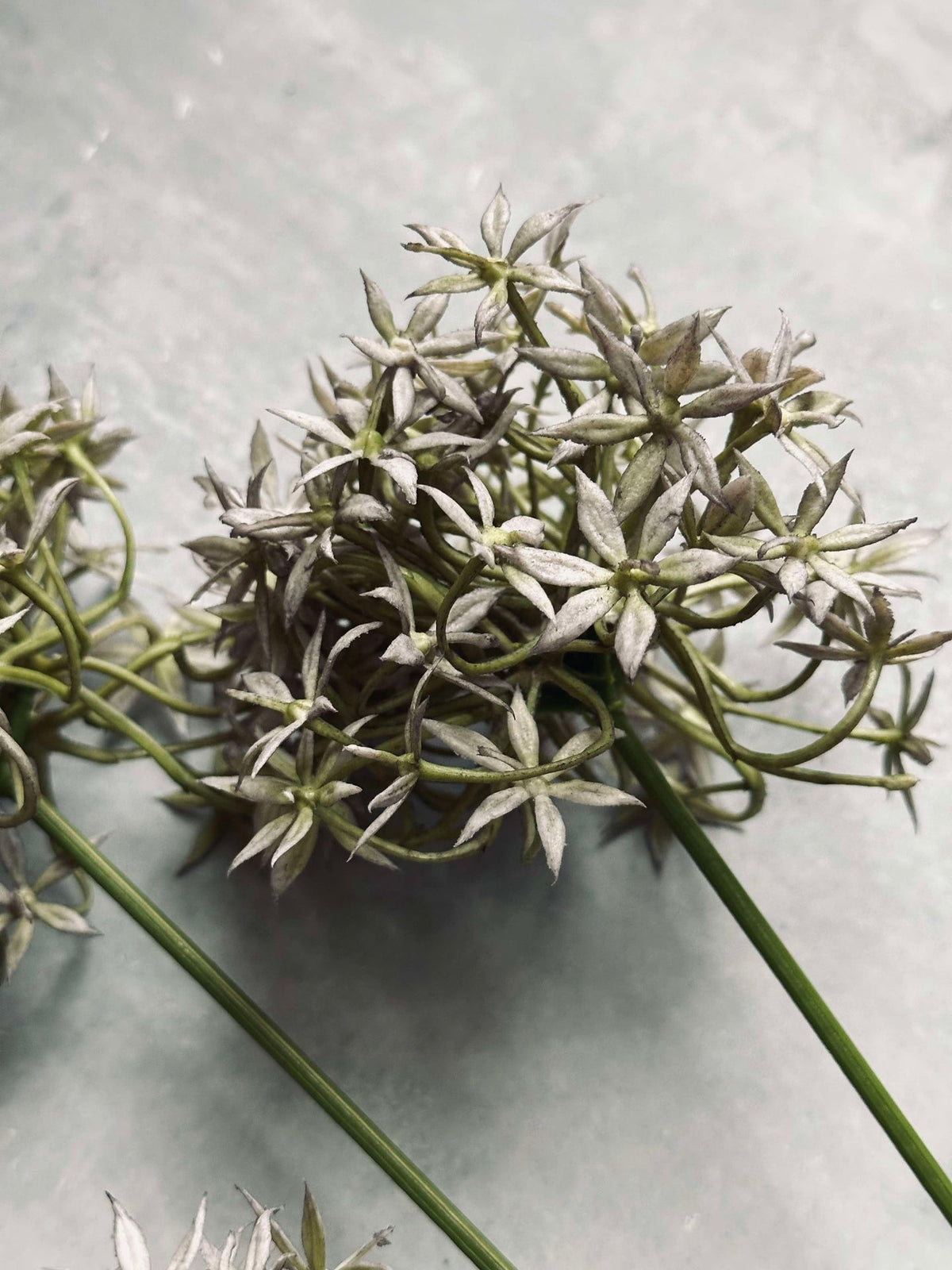 Fleur Allium