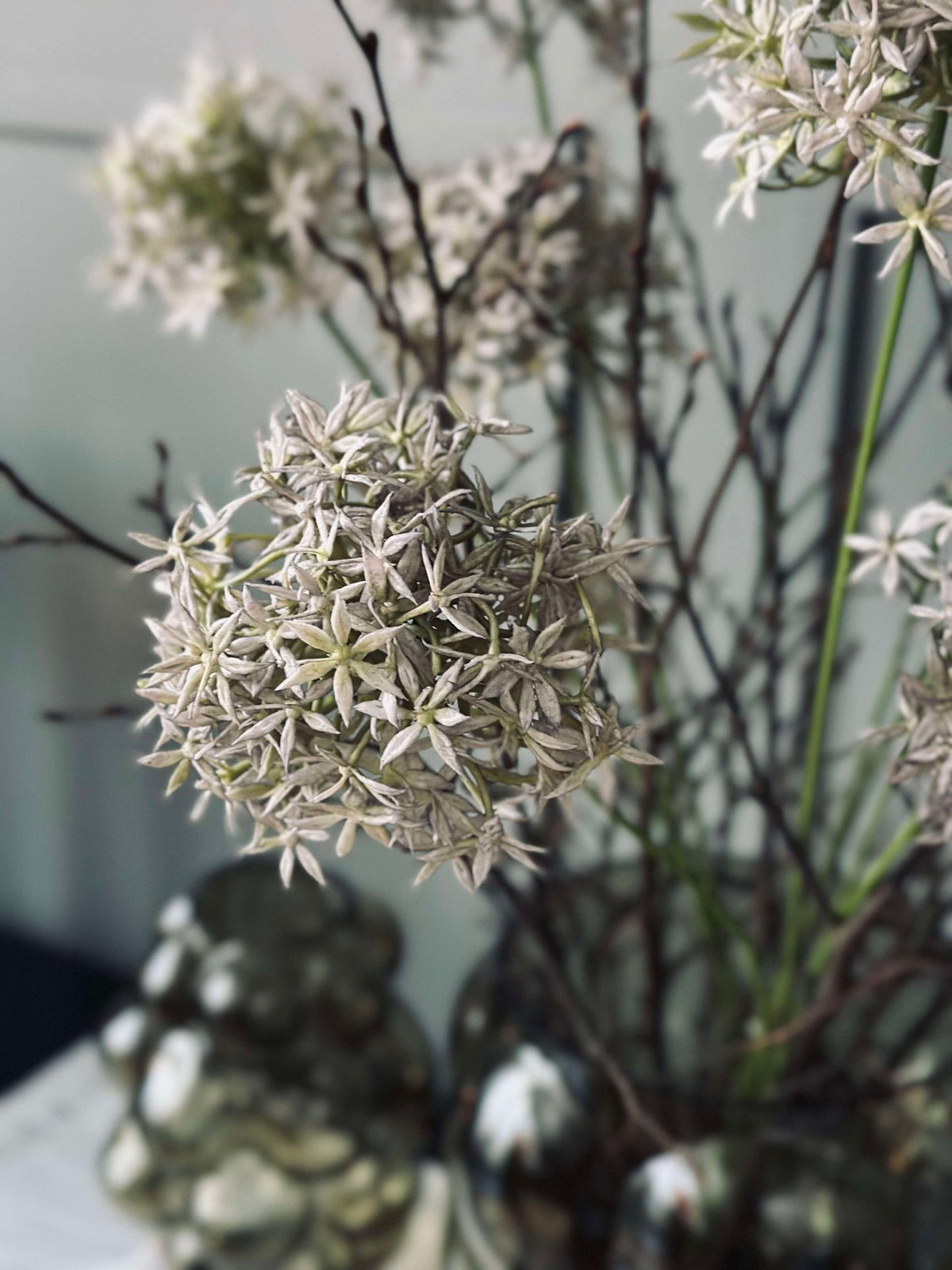 Fleur Allium