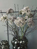 Fleur Allium