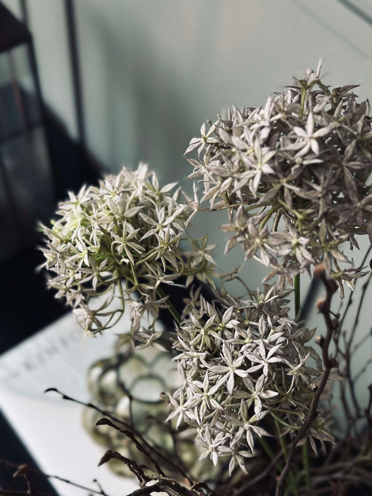 Fleur Allium