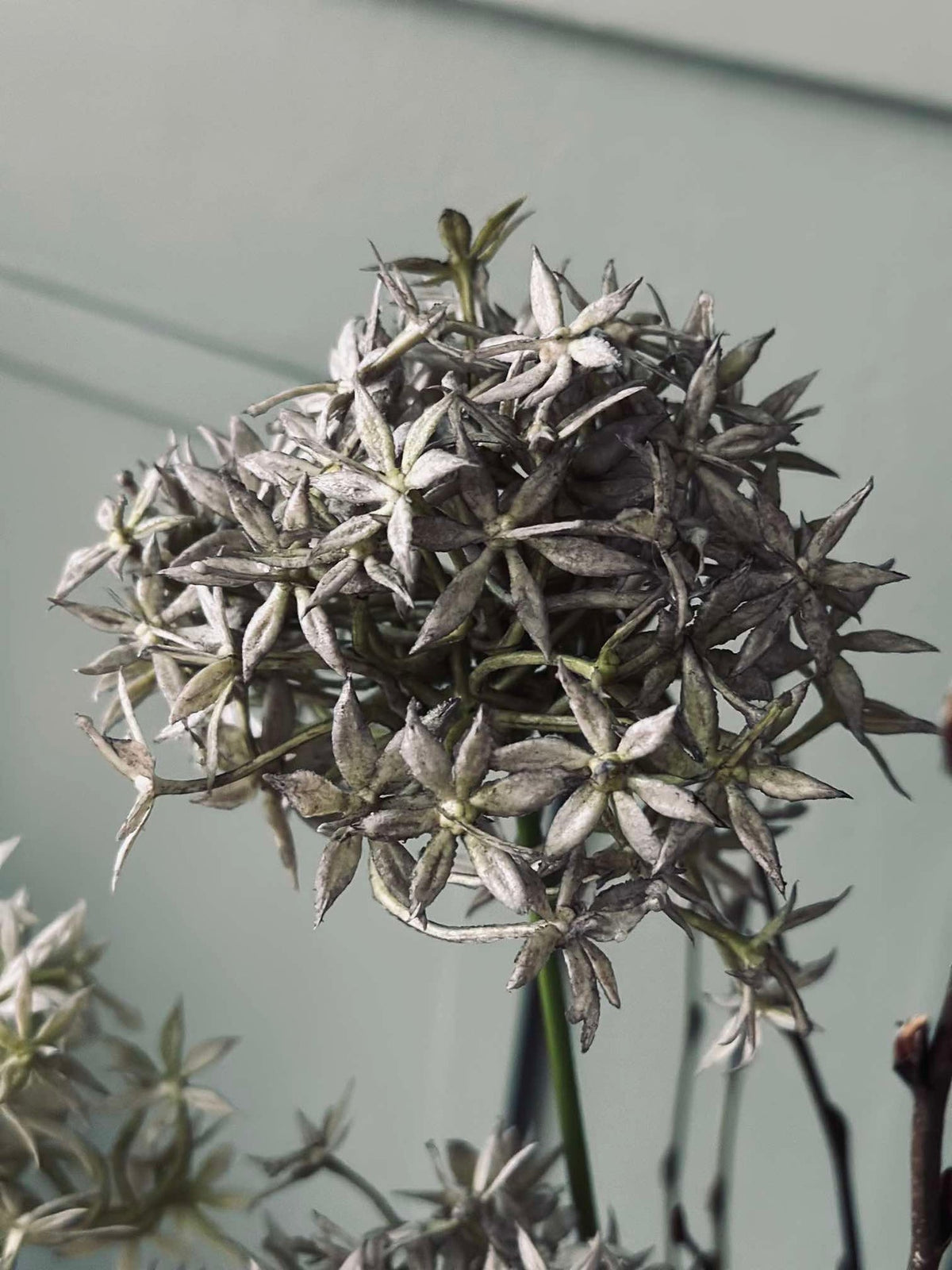 Fleur Allium