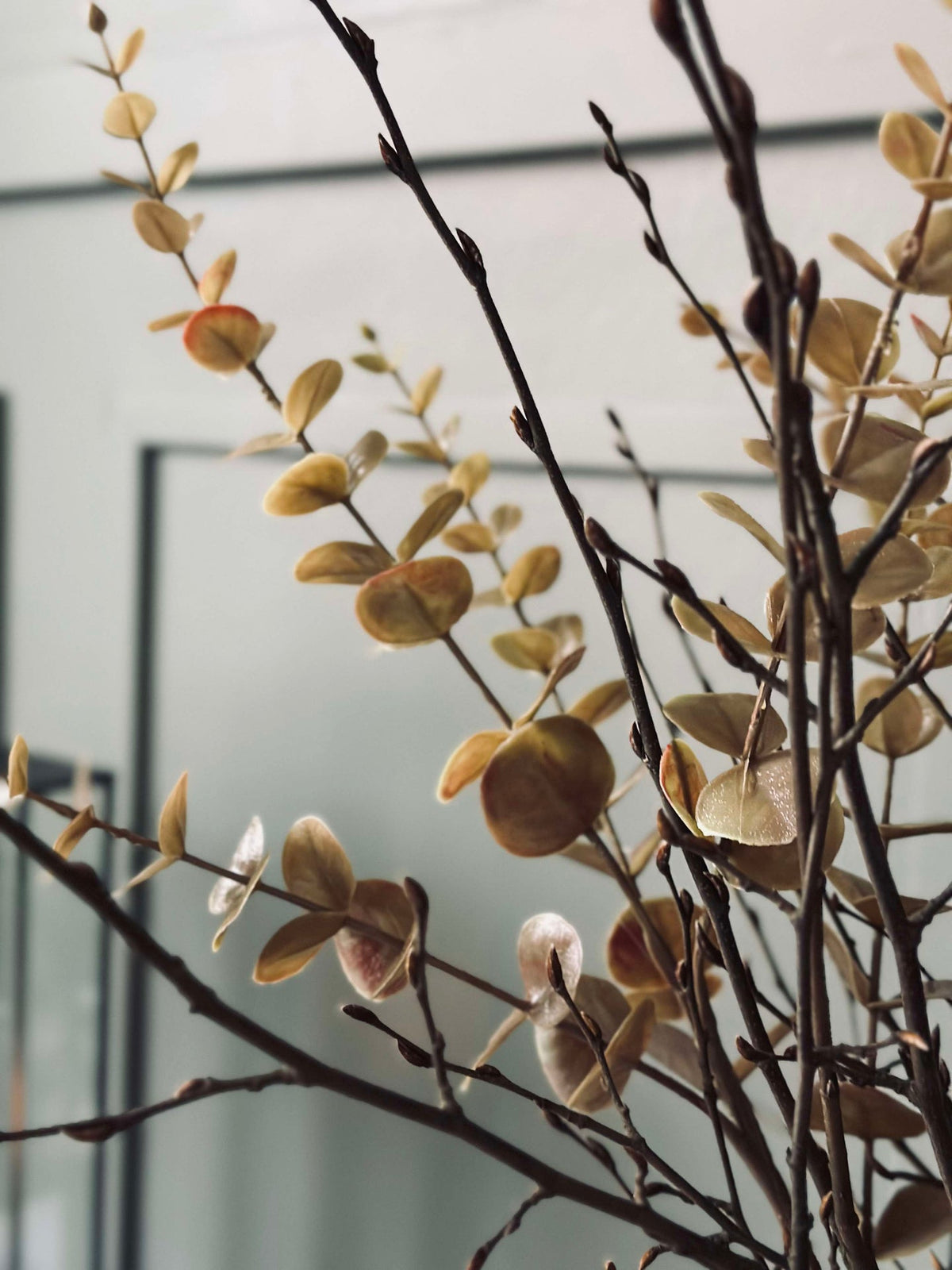 Fleur d’eucalyptus - Dorée