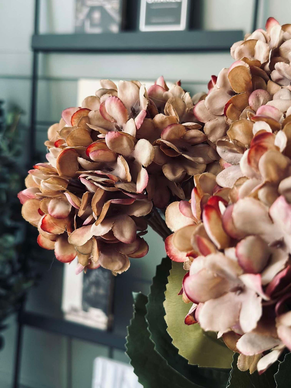 Hortensia - Couleurs brûlées