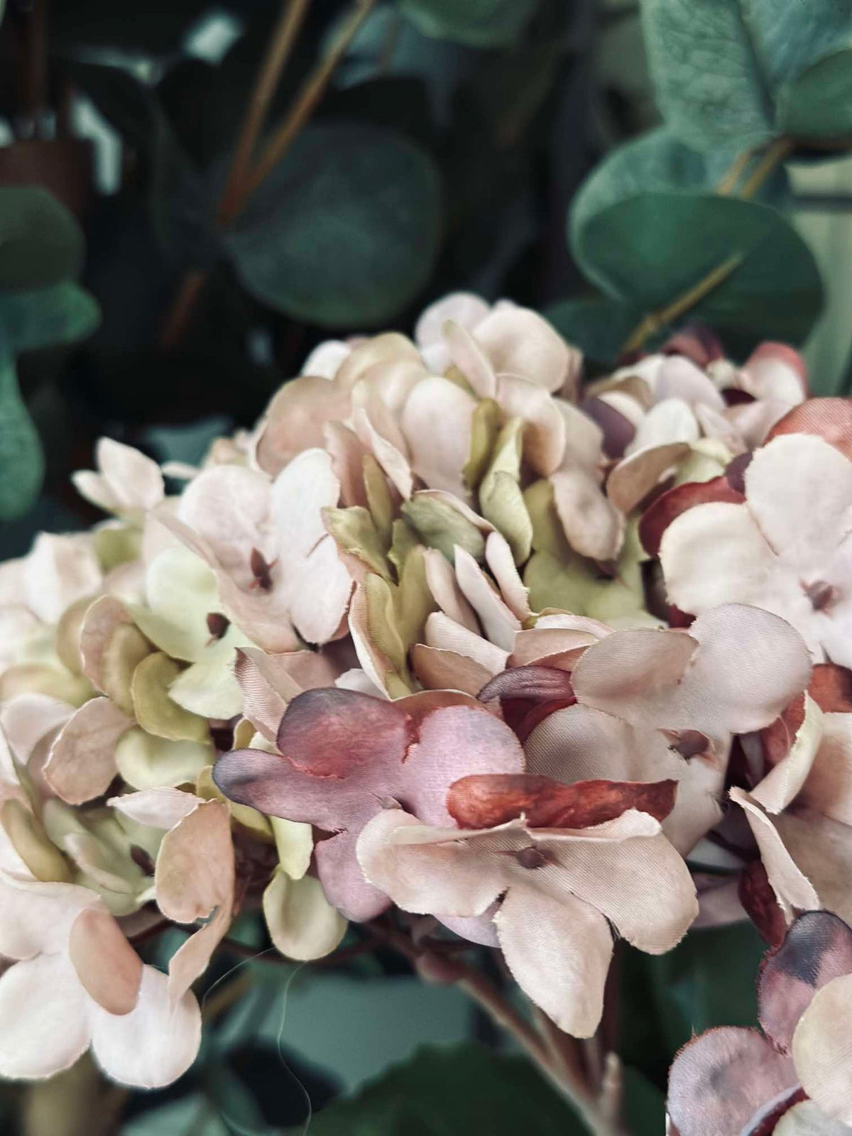 Hortensia Old Rose