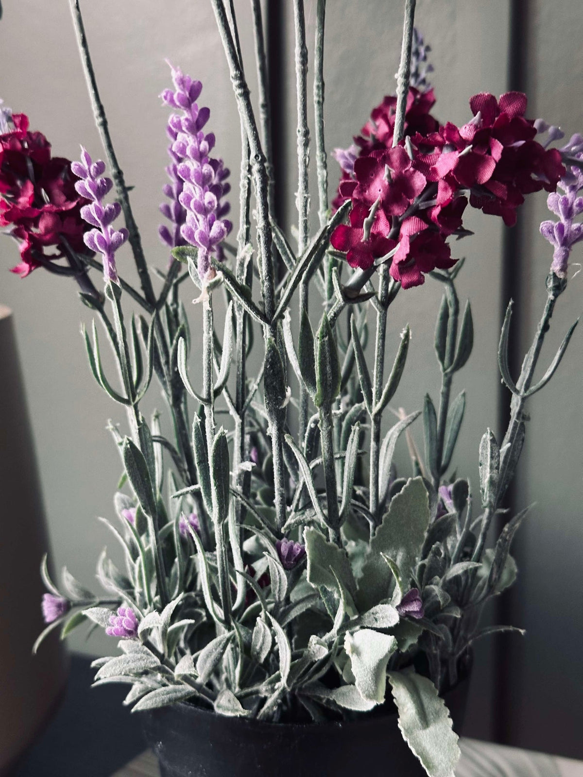 Lavande 40cm - Framboise