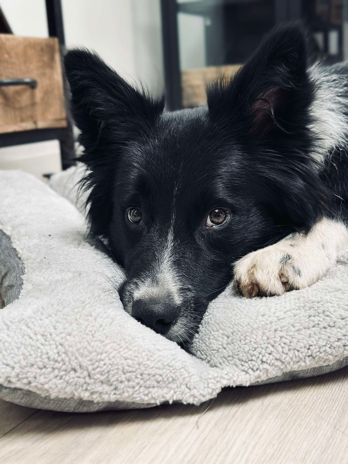 Coussin pour animal de compagnie - Déperlant
