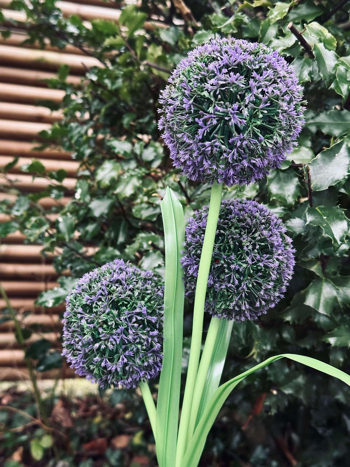 Allium ornemental à cellules solaires – Bleu