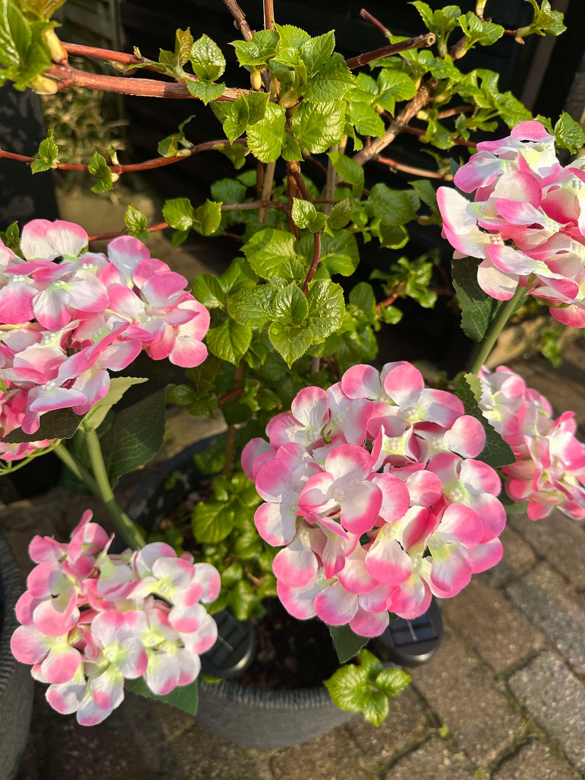 Hortensia à énergie solaire