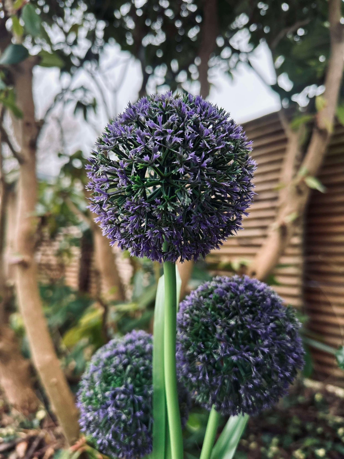 Allium ornemental à cellules solaires – Bleu