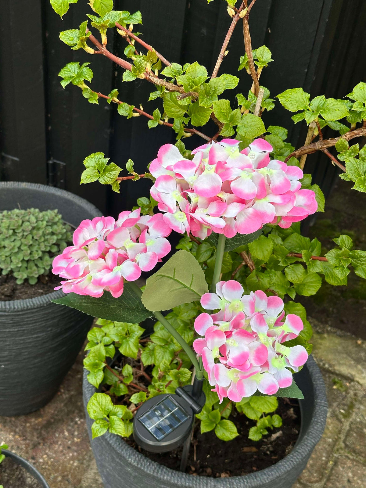 Hortensia à énergie solaire