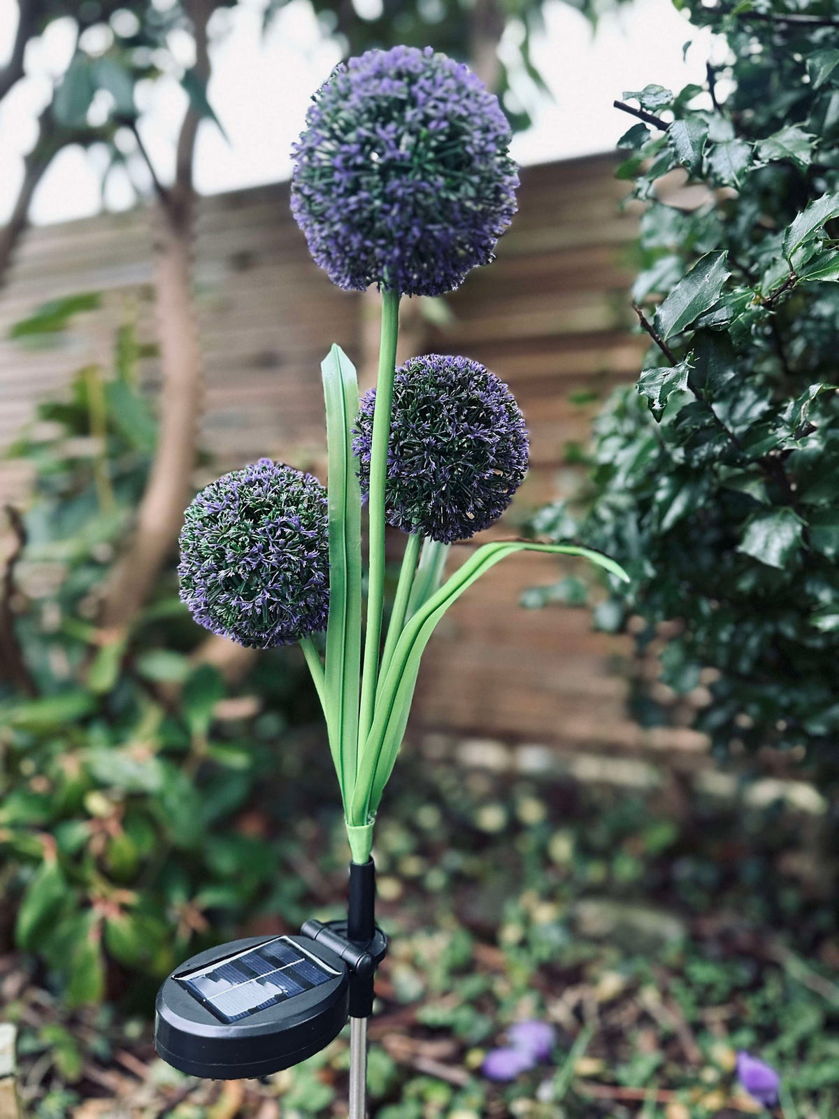 Allium ornemental à cellules solaires – Bleu