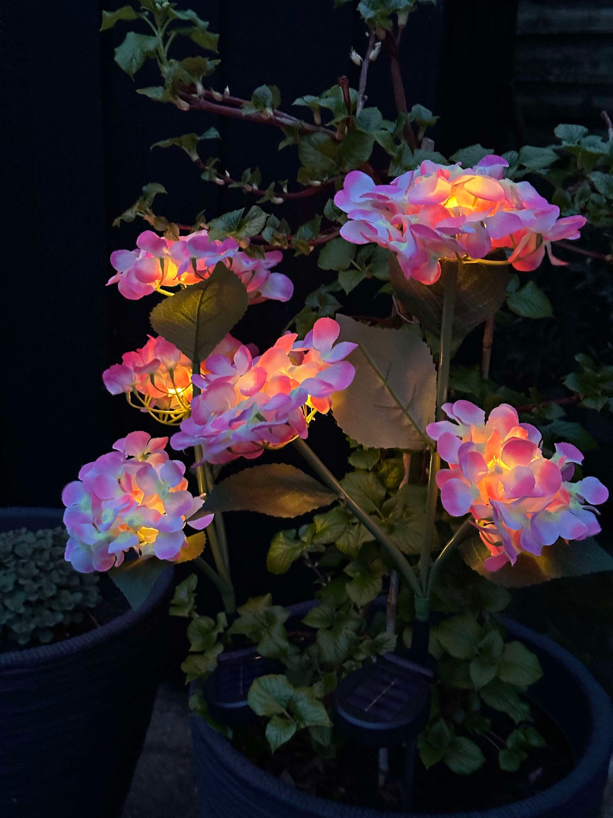 Hortensia à énergie solaire
